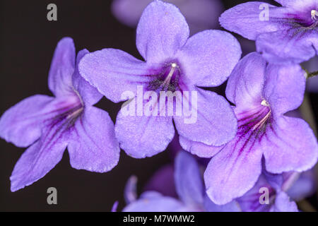 Cape Primrose, Kornettblomma (Streptocarpus hybrides) Banque D'Images