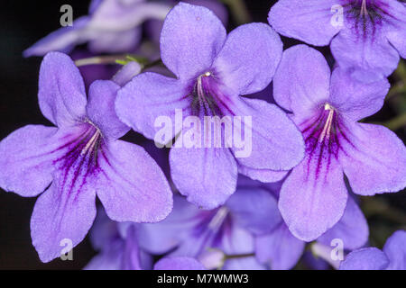 Cape Primrose, Kornettblomma (Streptocarpus hybrides) Banque D'Images