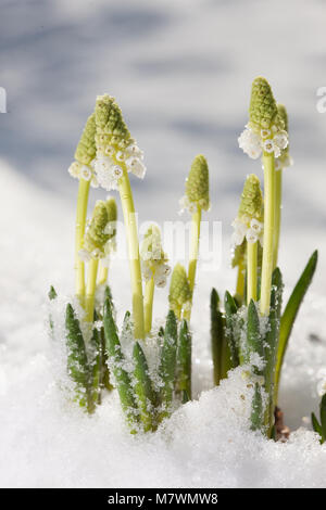 Grape hyacinth (Muscari botryoides, Pärlhyacint) Banque D'Images