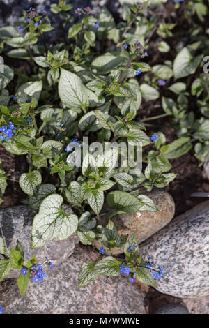 'Jack Frost', Kaukasisk förgätmigej Vipérine commune de Sibérie (Brunnera macrophylla) Banque D'Images