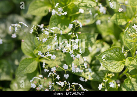 'Mr. Morse', Kaukasisk förgätmigej Vipérine commune de Sibérie (Brunnera macrophylla) Banque D'Images