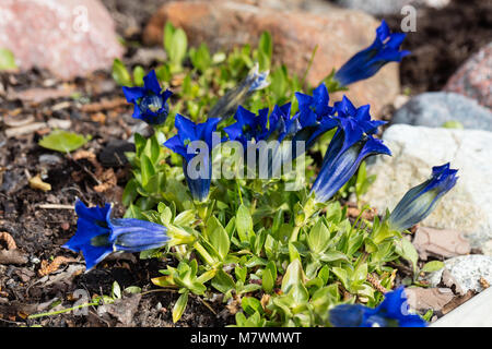 Gentiane acaule (Gentiana acaulis, Alpgentiana) Banque D'Images