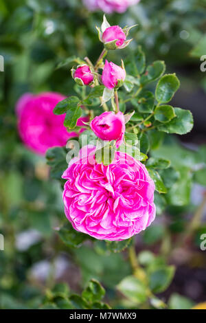 'Baronne Floribunda Rose, Floribundaros (Rosa) Banque D'Images