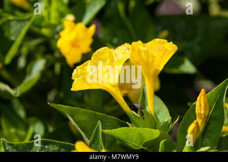 4 heures Fleur, Underblomma (Mirabilis jalapa) Banque D'Images