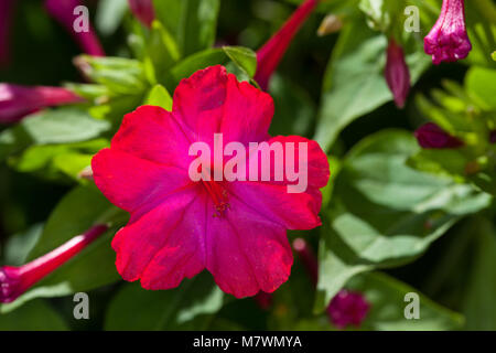 4 heures Fleur, Underblomma (Mirabilis jalapa) Banque D'Images