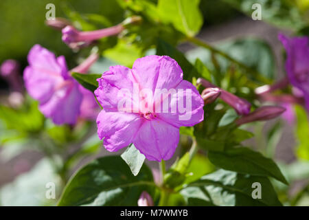 4 heures Fleur, Underblomma (Mirabilis jalapa) Banque D'Images