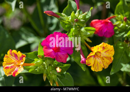 4 heures Fleur, Underblomma (Mirabilis jalapa) Banque D'Images