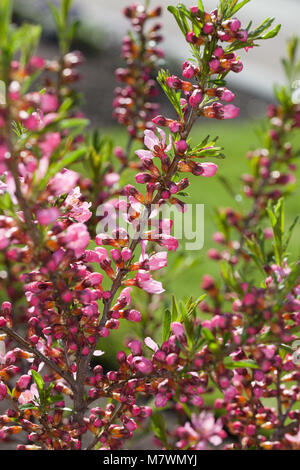 'Fire' Amandier nain de Russie, Dvärgmandel (Prunus tenella) Banque D'Images