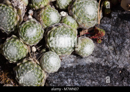 Cobweb Chambre-poireau, Spindelvävstaklök (Sempervivum arachnoideum) Banque D'Images