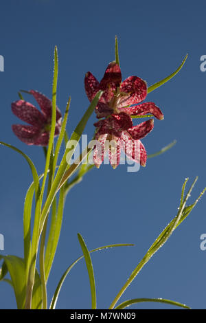 Tête du serpent fritillary, Kungsängslilja (Fritillaria meleagris) Banque D'Images