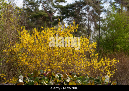 Border Forsythia, Forsythia (Forsythia hybride) Banque D'Images