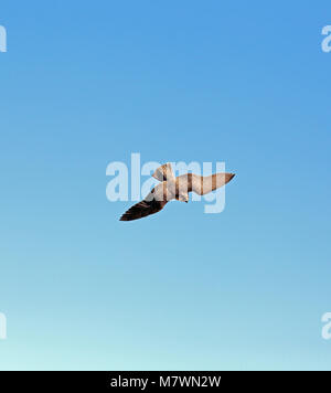 Vue de dessus d'un faucon sacre (Falco cherrug) en vol. Banque D'Images