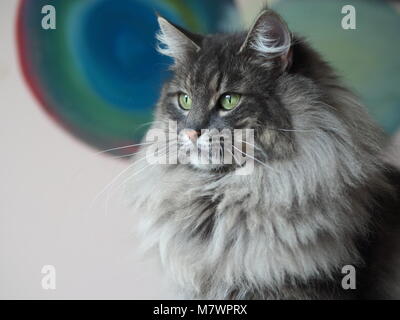 Bleu tabby majestueuse forêt norvégien chat femelle Banque D'Images