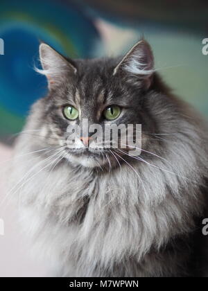 Bleu tabby majestueuse forêt norvégien chat femelle Banque D'Images