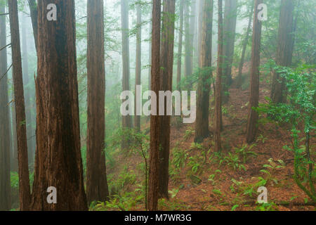 Brouillard côtier, séquoias, Sequoia sempervirens, Muir Woods National Monument, le comté de Marin, en Californie Banque D'Images