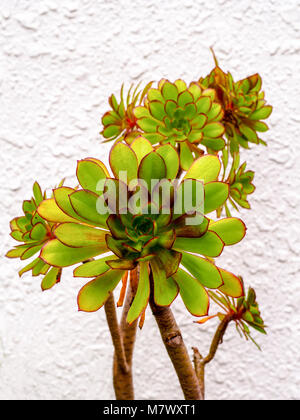 Cette plante succulente, Jovibarba, avec bords rouges et de petits aiguillons. Gros plan du round Jovibarba succulentes dans un jardin extérieur Banque D'Images