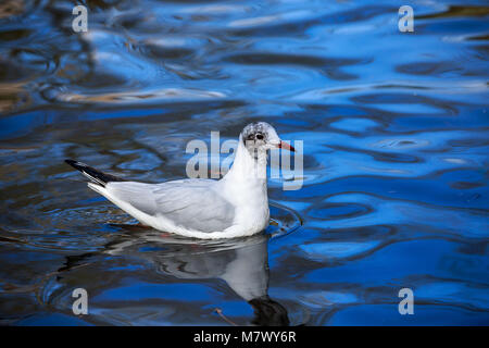 La mouette rieuse (Chroicocephalus ridibundus) est une mouette de petite taille qui se reproduit dans une grande partie de l'Europe et l'Asie, et aussi dans les régions côtières de l'Est du Canada. Banque D'Images