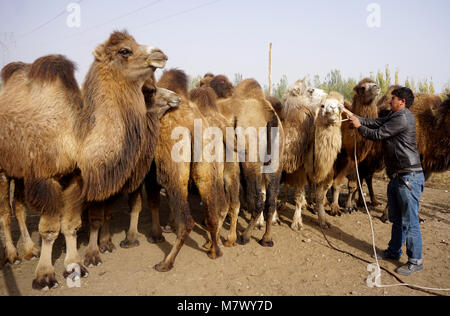 Au grand marché du dimanche de Kashgar, Xinjiang, Chine Banque D'Images