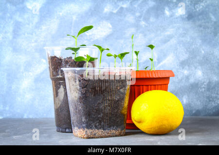 Un green sprout de citron dans un pot. Plantule de l'os. Ripe fruit citron à côté d'un arbre Banque D'Images