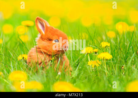 Cute red rabbit est assis parmi les fleurs jaunes, de bébés animaux, animaux domestiques Banque D'Images