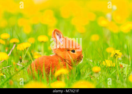 Red rabbit Pâques se trouve parmi les fleurs jaunes, de bébés animaux, animaux domestiques Banque D'Images