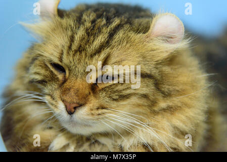 American Curl cat sur la table Banque D'Images