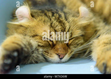 American Curl cat sur la table Banque D'Images