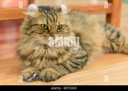 American Curl cat sur la table Banque D'Images