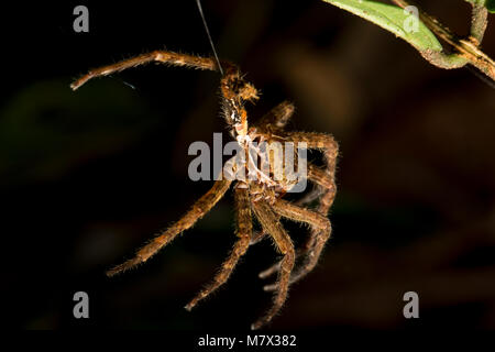 Cast et vide de la peau d'araignée dans la jungle à Raleighvallen nature reserve, le Suriname, l'Amérique du Sud Banque D'Images