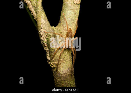 Araignée dans la jungle à Raleighvallen nature reserve, le Suriname, l'Amérique du Sud Banque D'Images