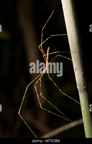 Long-legged spider dans la jungle photographiés de nuit à la Réserve Naturelle de Raleighvallen, le Suriname, l'Amérique du Sud Banque D'Images