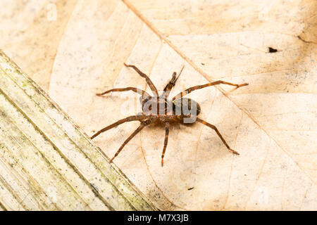 Araignée dans la jungle à Raleighvallen nature reserve, le Suriname, l'Amérique du Sud Banque D'Images