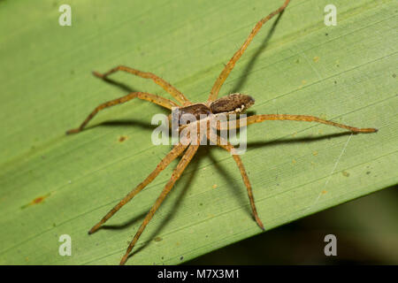 Araignée dans la jungle à Raleighvallen nature reserve, le Suriname, l'Amérique du Sud Banque D'Images