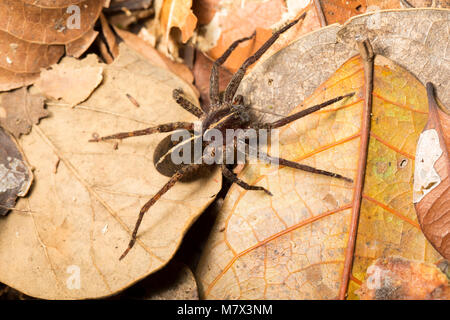 Araignée dans la jungle à Raleighvallen nature reserve, le Suriname, l'Amérique du Sud Banque D'Images