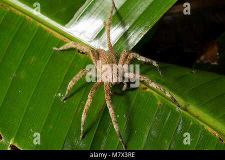 Araignée dans la jungle à Raleighvallen nature reserve, le Suriname, l'Amérique du Sud Banque D'Images