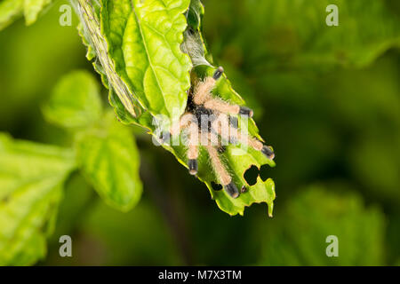 Petite tarantula se cachant dans une feuille, Raleighvallen nature reserve, le Suriname, l'Amérique du Sud Banque D'Images