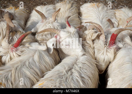 Au grand marché du dimanche de Kashgar, Xinjiang, Chine Banque D'Images