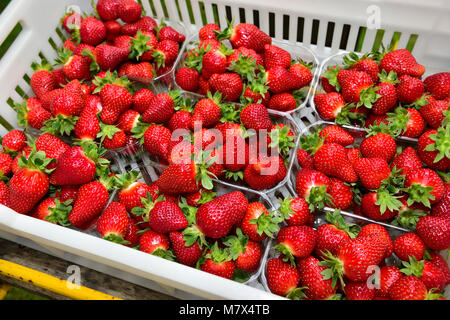 Puiseux (nord de la France) : les fraises cultivées en culture hors-sol sous une serre. Caisse de fraises Banque D'Images