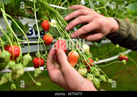 Puiseux (nord de la France) : les fraises cultivées en culture hors-sol sous une serre. Cueillette de fraises Banque D'Images