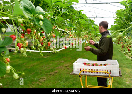 Puiseux (nord de la France) : les fraises cultivées en culture hors-sol sous une serre. Cueillette de fraises Banque D'Images