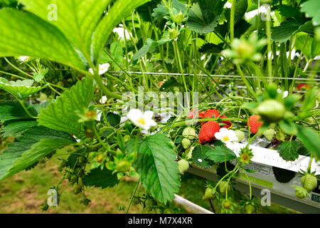 Puiseux (nord de la France) : les fraises cultivées en culture hors-sol sous une serre. Cueillette de fraises Banque D'Images