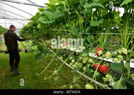 Puiseux (nord de la France) : les fraises cultivées en culture hors-sol sous une serre. Cueillette de fraises Banque D'Images