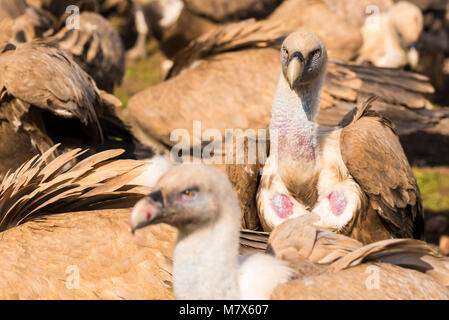 Buitre leonado (Gyps fulvus) fotografiado desde un cacher. Banque D'Images