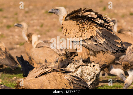 Buitre leonado (Gyps fulvus) fotografiado desde un cacher. Banque D'Images