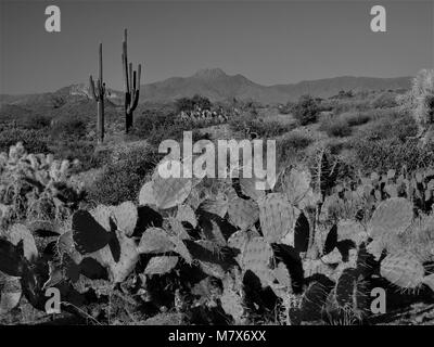 Désert de l'Arizona scènes en noir et blanc est de Mesa, Arizona. Banque D'Images