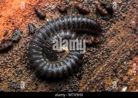 Serpent à pattes blanches (Tachypodoiulus niger Millipèdes) recroquevillé dans pose défensive sur l'écorce des arbres. Tipperary, Irlande Banque D'Images