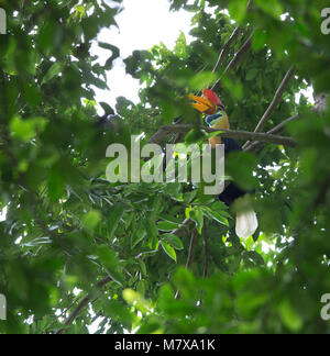 Calao bulbés, mâle, à Tangkoko Aceros cassidis, Parc National de l'île de Sulawesi Banque D'Images