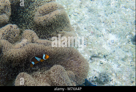 Poissons clowns dans son anemone en Thaïlande Banque D'Images