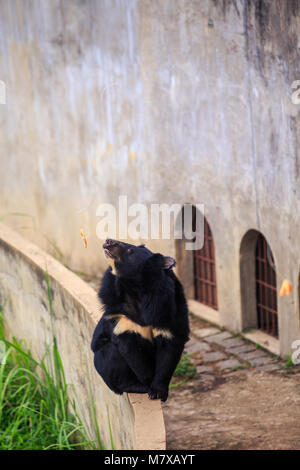 Grand ours noir est assis sur une barrière contre la paroi en pierre avec des fenêtres grillagées en fer au zoo de parc tropical en Asie Banque D'Images