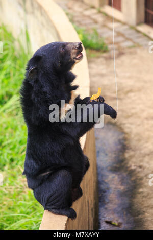 Libre grand ours noir est assis sur ses pattes arrière sur l'air sur la corde de la banane contre mur de pierre au zoo Banque D'Images